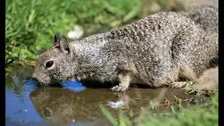 Sciurus