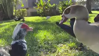 Duck drama
