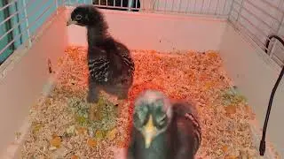 Barred playmouth rock chickens