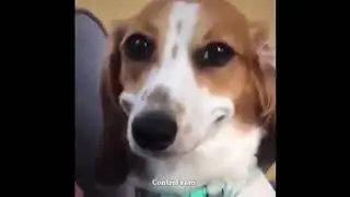 Dog Smiling Meme || Funny meme || True memer