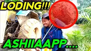 Loding sawit di Malaysia timur