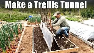 Better Bean Germination