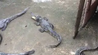 Alligator / Crocodile / Crocodile Eat Food / Crocodile Farm Feeding #4