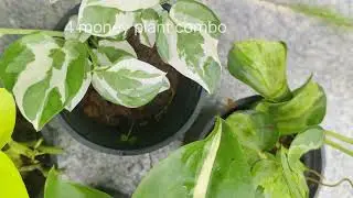 #Sale#Sale#Money plant combo Neon, Marble,Brazil, N joy ... whatsapp 9447571990