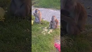 cute baby monkay #monkey #foryou #pets #animals #trending #shorts #viralvideo #wildlife #monyet