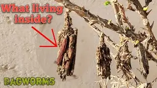Perfectly Camouflaged Bagworms 😱