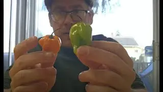 GREEN V. ORANGE HABANERO - FLAVOR AND HEAT COMPARISON!