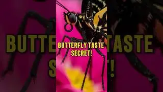 #111 - Butterfly Taste Secret! | Curious Minds