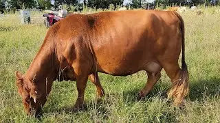 Fat cattle on foxtail