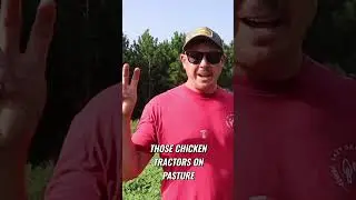 Cut Chicken Feed Costs! Cover Crops vs Pasture