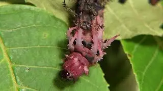 Molting of the Hickory Horned Devil Caterpillar (Citheronia regalis)