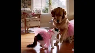 Cat & Dog Dance in Pink Dress | Cutest Animal Duo Ever! 💃🐾