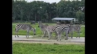 Lion Country Safari = The Animals are Active Today!