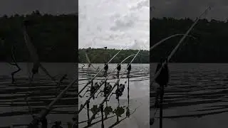 🧨🧨 CARP RUN THE BEST WOWWWWW   #vtb #carpfishing #fishing #carp