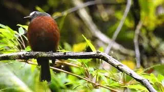 Ochthoeca cinnamomeiventris - Slaty-backed Chat-Tyrant - Pitajo Torrentero