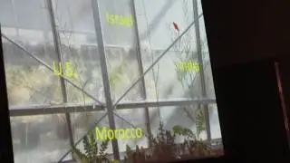Alfaro:Phenotypic variation in native and invasive Sahara mustard
