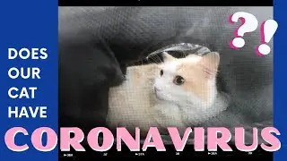 IS OUR CAT INFECTED WITH CORONAVIRUS?! COVID-19 symptoms during NYC Quarantine