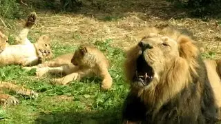 Asiatic Lion Roaring with Cubs at Chester Zoo - 27/07/24