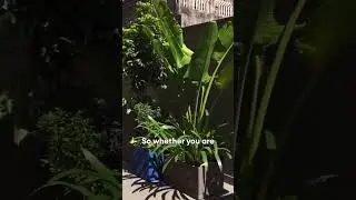 Why Plant Care is Simpler Than You Think!