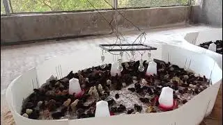 DESI GOLD FARM . 