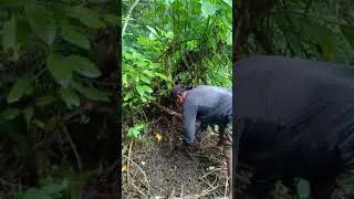 Alingatong Roots Harvesting