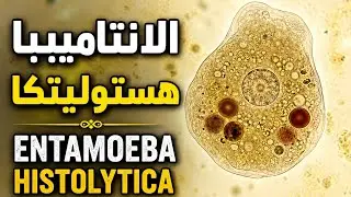Entamoeba Histolytica الانتاميبا هستوليتيكا طرق الاصابة والاعراض والتشخيص وعلاقتها بامراض الكبد