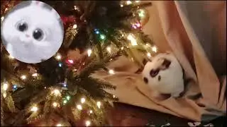 Bun ham