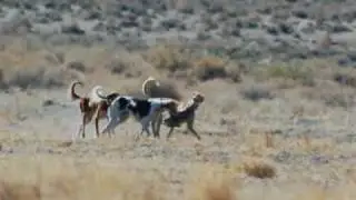 Saluki Open Field Hare Coursing