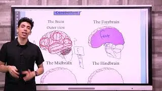 Biology 2 secondary chapter 5 lesson 4 Central nervous system “Brain” - الصف الثاني الثانوي بايولوجي