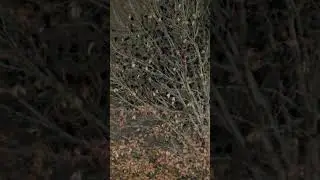#birds #survival #in #cold #icy #condition #subscribe #shortvideo