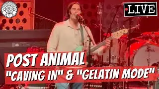 Post Animal 
