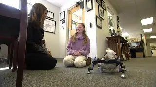 Girl not amused by 'SNL' joke about her disabled pet chicken - NBC