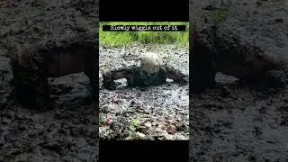 Escaping a deep bog #shorts