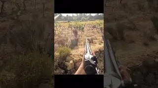 Это могло закончиться плохо #hunting #wildboar #wildlife #boarhunt