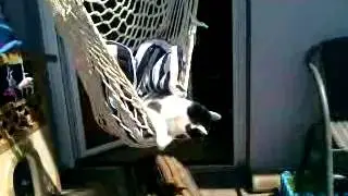 Katze Sanny im neuen H&auml;ngesessel am Balkon :-)