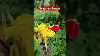 Nature's Boque At North Bengal, India#viral #travelvlogging #travelvlog  #viralshort #travel #beauty
