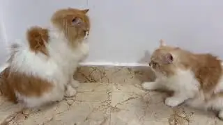 Baba fuk#catvideos #billucomedy #video #sillycat #youtube 