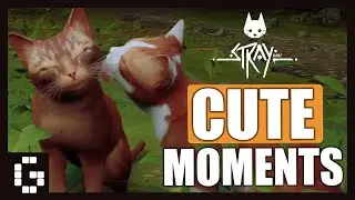 Stray PS5 - Cute Cat Moments Compilation