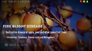 Fire Blight Disease of Apple and Pear | Introduction  | Symptoms | Disease Cycle | Management