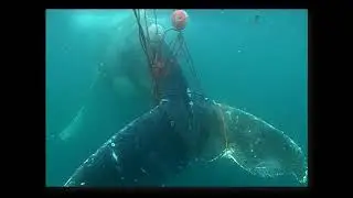 Dockside Chat: the Global Whale Entanglement Response Network
