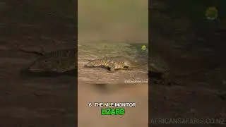Top 10 Most Dangerous Animals In The world Part 3☠️ #shorts #mostdangerousanimals