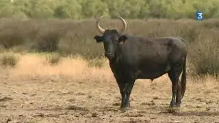 La recette de la daube de taureau de Camargue, la gardiane