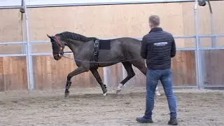 Den r&aring; unghest - longering &eacute;n indsp&aelig;nding / Longing - one side rein