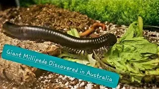 Giant Black Millipede 🪶 with 1306 Legs | The Most on Earth | Discovered in Australia #millipede