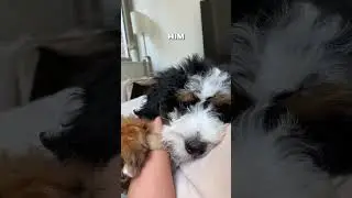 The cutest floof 🥰🐾 #bernedoodle #puppy #dog #dogshorts #cutedog #dogvideos #cutepuppy #dogmom