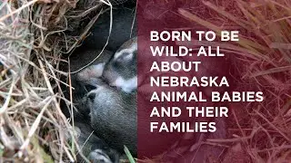 Born to Be Wild: All About Nebraska Animal Babies and Their Families