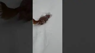 Loveable Lucy adorable puppy dog building igloo in the snow storm Toronto Canada #cute #puppy #dog