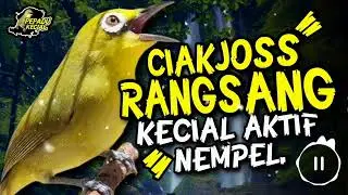 Ciak Joss Kecial Kuning Terbukti Ampuh RANGSANG Kecial Bikin Aktif NEMPEL‼️| PEPADU KECIAL