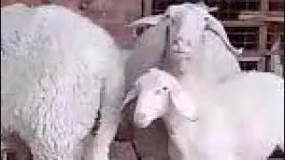 🔥غنم عساف بيور☝️ تم البيع بحمد الله