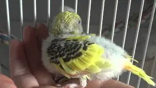 Budgie/Parakeet (Cola And Flake's) Chick